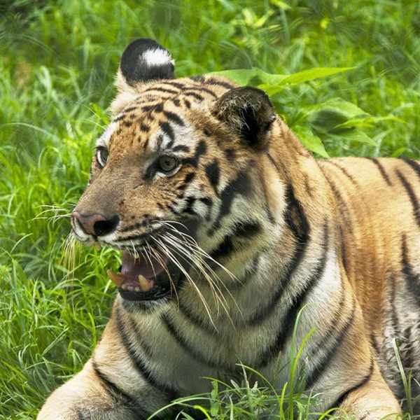 アンガーマネジメント入門講座～怒りの感情のコントロール～ @ リアルSNSクリエイティブラボ　Blue+（ブルータス） | 大阪市 | 大阪府 | 日本